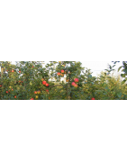 Découvrez nos variétés de pommes biologiques - Verger de la Couturelle à Rumegies